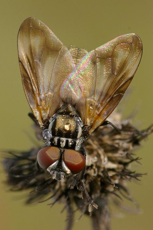 Phasia obesa.