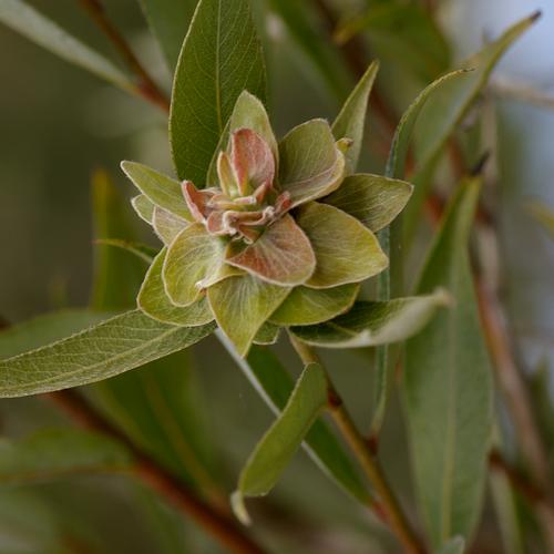 Rhabdophaga rosaria.