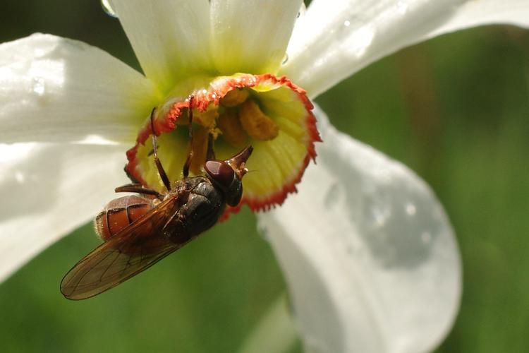 Rhingia campestris.