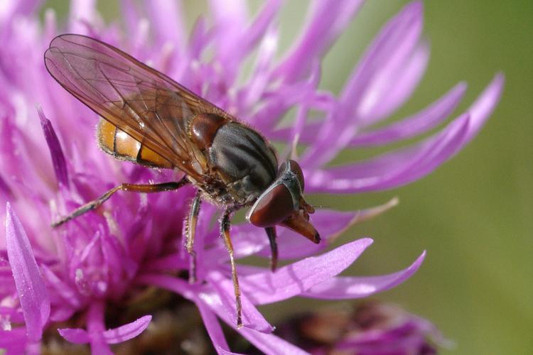 Rhingia campestris.