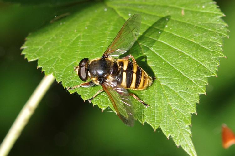 Sericomyia silentis.