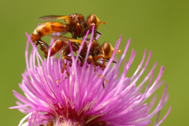 Sicus ferrugineus.