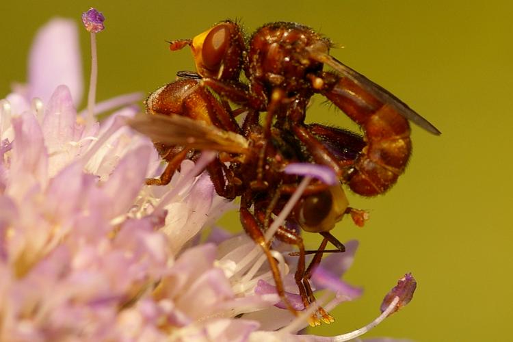 Sicus ferrugineus.