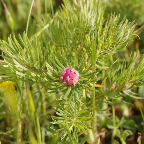 Spurgia euphorbiae.