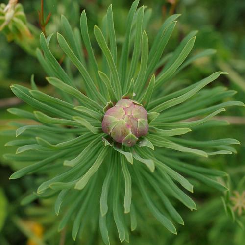 Spurgia euphorbiae.