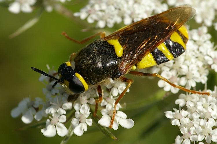 Stratiomys chamaeleon.