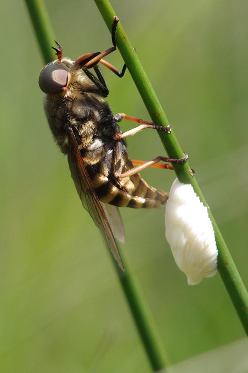 Tabanus sudeticus.