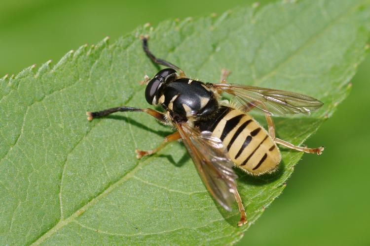 Temnostoma vespiforme.