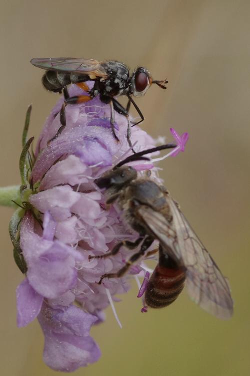 Thecophora atra.