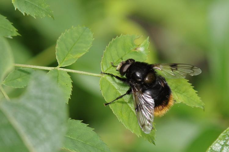 Volucella bombylans.