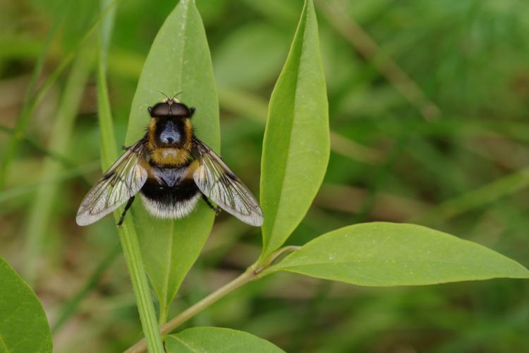 Volucella bombylans.