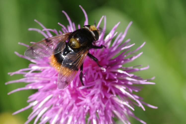 Volucella bombylans.