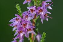 Calluna vulgaris