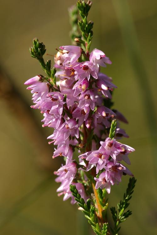 Calluna vulgaris.