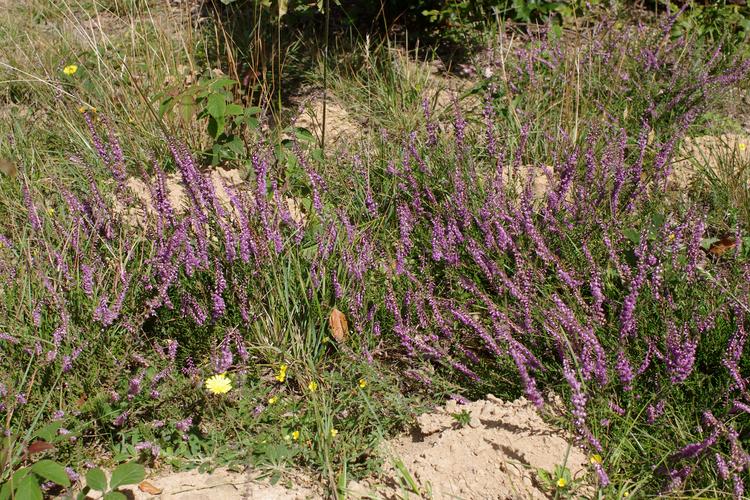 Calluna vulgaris.