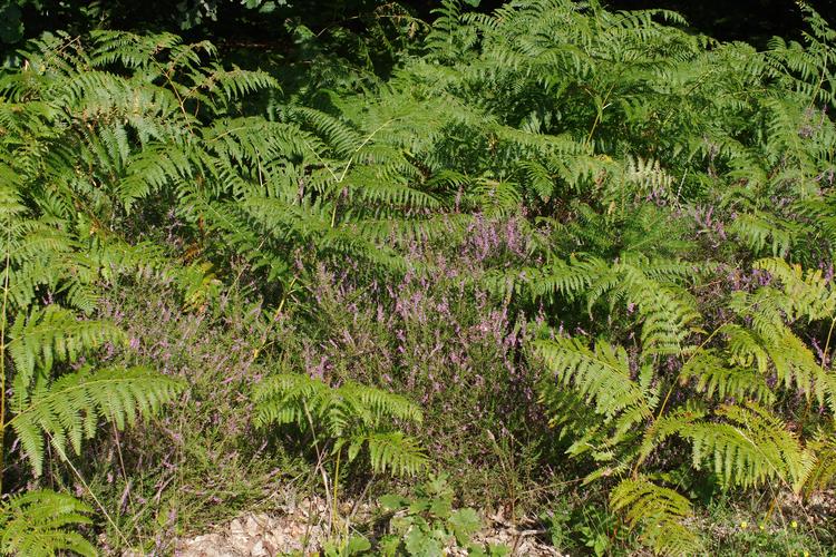 Calluna vulgaris.