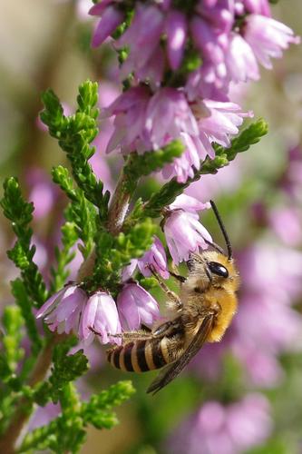 Calluna vulgaris.