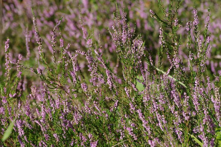 Calluna vulgaris.