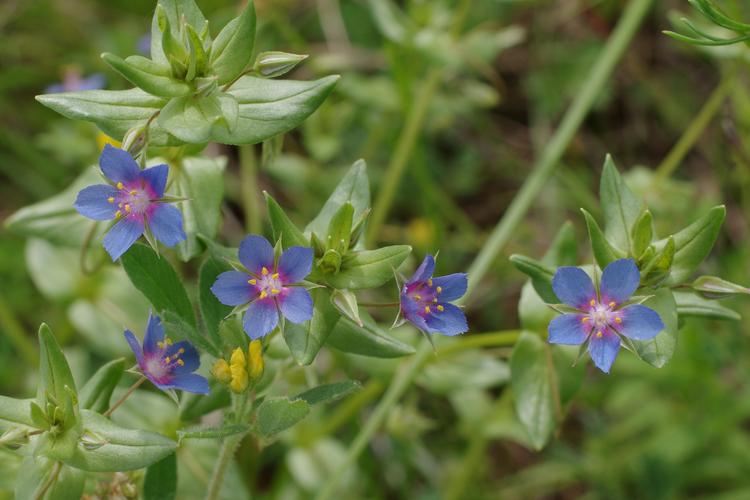 Lysimachia foemina.