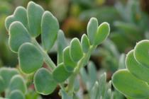 Coronilla minima.