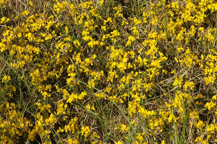 Cytisus decumbens.