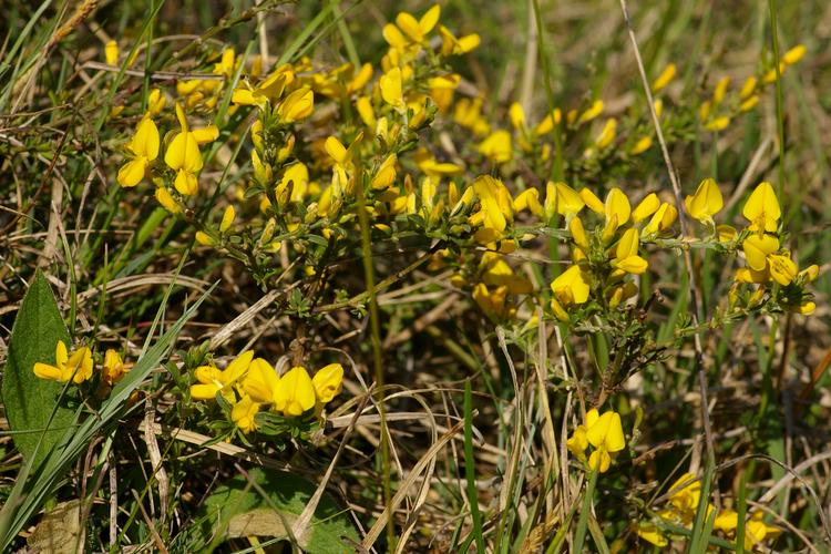 Cytisus decumbens.