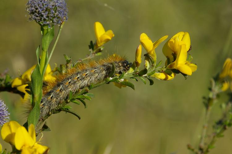 Cytisus decumbens.