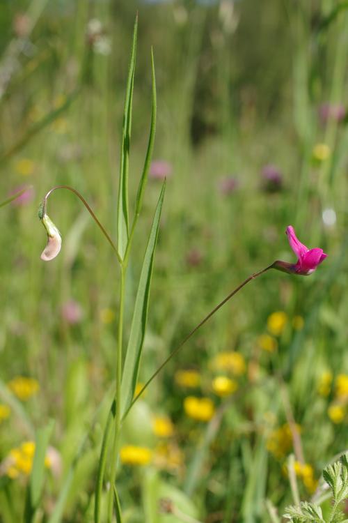 Lathyrus nissolia.