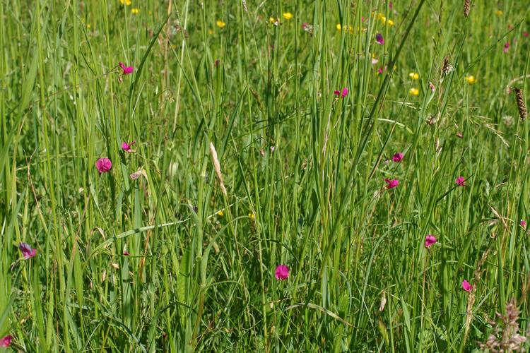 Lathyrus nissolia.