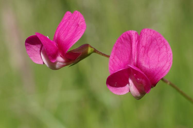 Lathyrus nissolia.