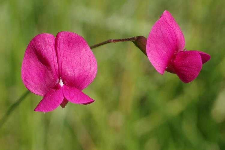 Lathyrus nissolia.