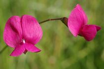 Lathyrus nissolia.