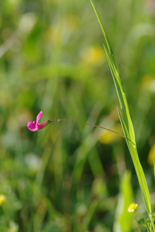 Lathyrus nissolia.