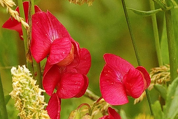 Lathyrus tuberosus.