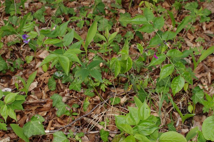 Lathyrus vernus.