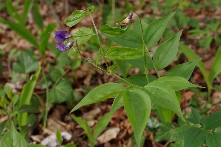 Lathyrus vernus.