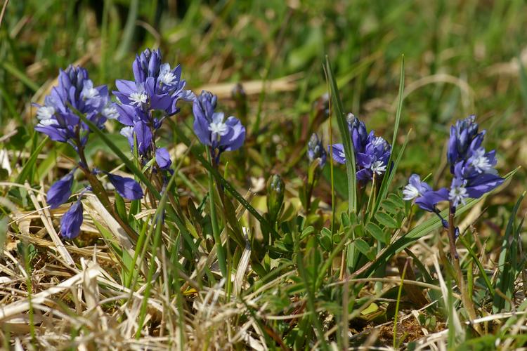 Polygala calcarea.