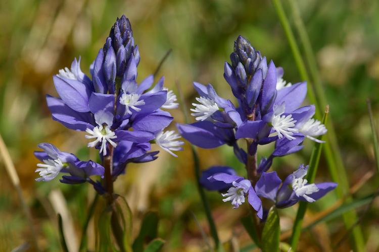 Polygala calcarea.