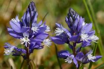 Polygala calcarea.