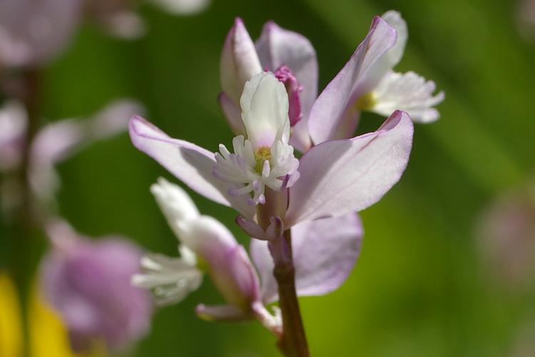 Polygala calcarea.