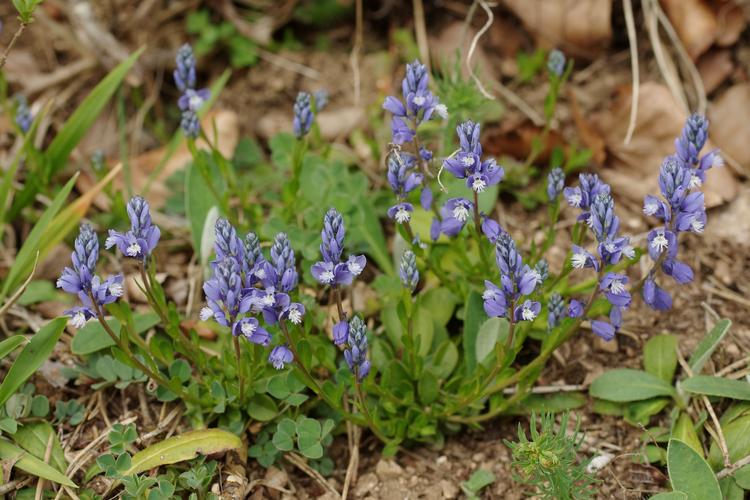 Polygala calcarea.