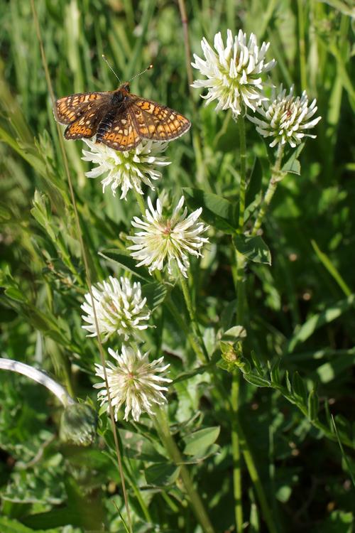 Trifolium montanum.