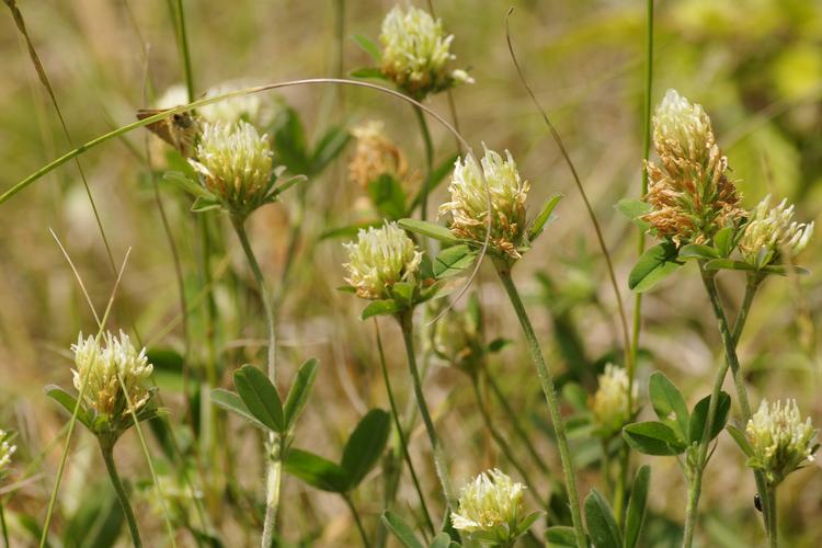 Trifolium ochroleucon.