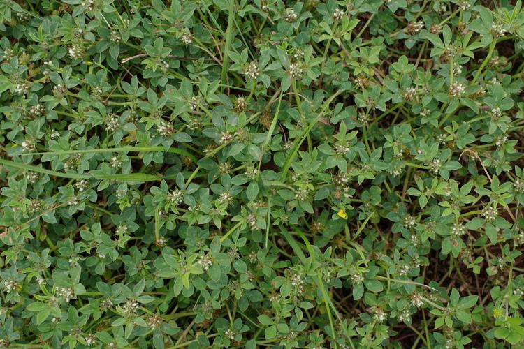 Trifolium scabrum.