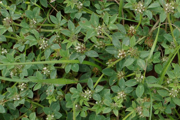 Trifolium scabrum.