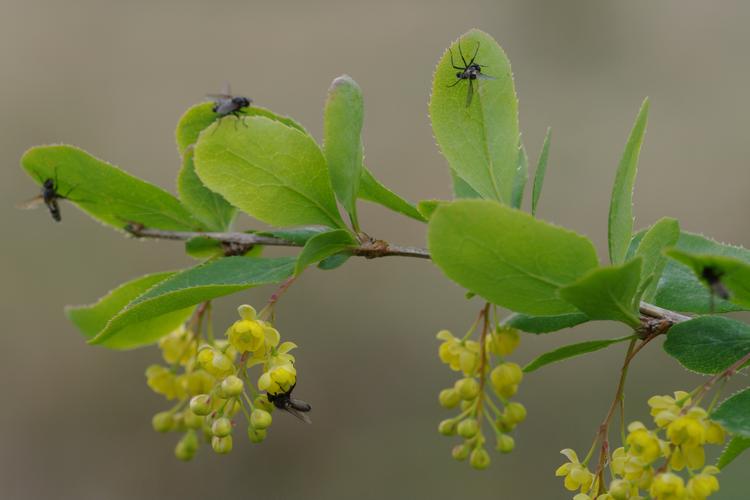 Entomophthora sp..