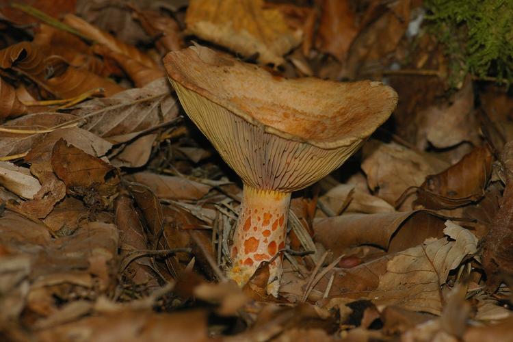 Lactarius sanguifluus.