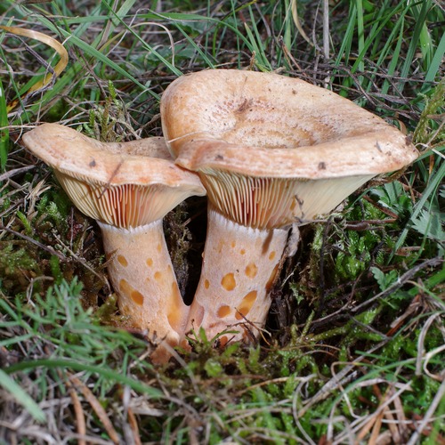 Lactarius sanguifluus.