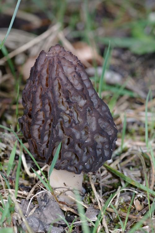 Morchella conica