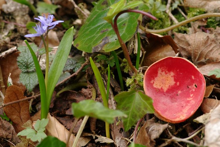 Sarcoscypha jurana